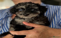Cavapoo dogs for sale: Adorable Cavapoo Puppies – Ready for Loving Homes - Image 6