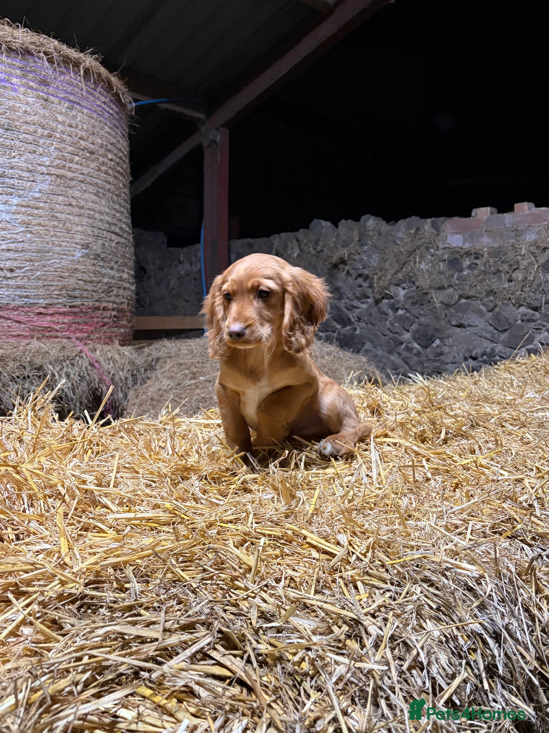 Cocker Spaniel dogs for sale: Cocker spaniel pups - Advert 14