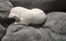 Pomchi dogs for sale: Gorgeous pomchi puppies  - Image 14