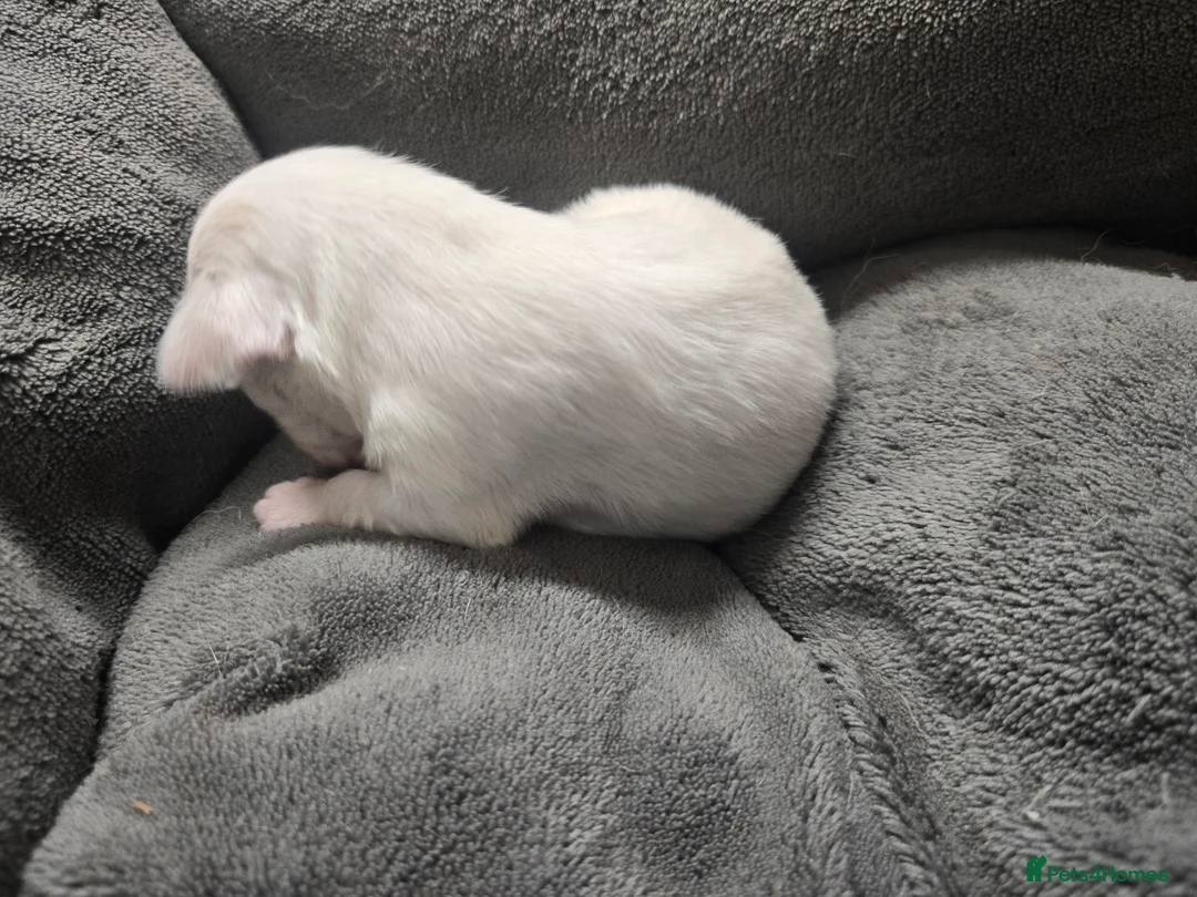 Pomchi dogs for sale: Gorgeous pomchi puppies  - Advert 15