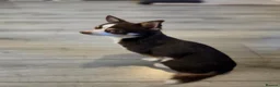 Chihuahua dogs for stud: Reggie-Quality Stud (Champion Breeding Background) - Advert 7