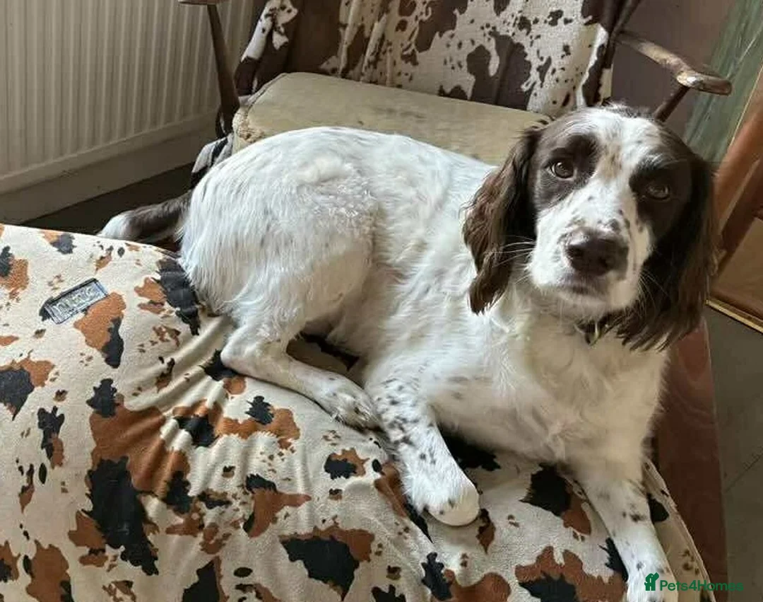 Mixed Breed dogs for adoption: Lemmy is a typical Springer spaniel 5 years old - Advert 1