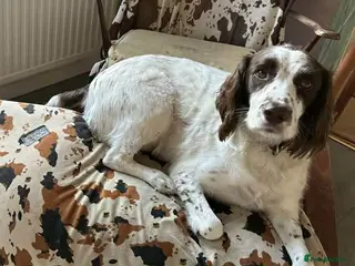 Mixed Breed dogs Lemmy is a typical Springer spaniel 5 years old - Advert 5