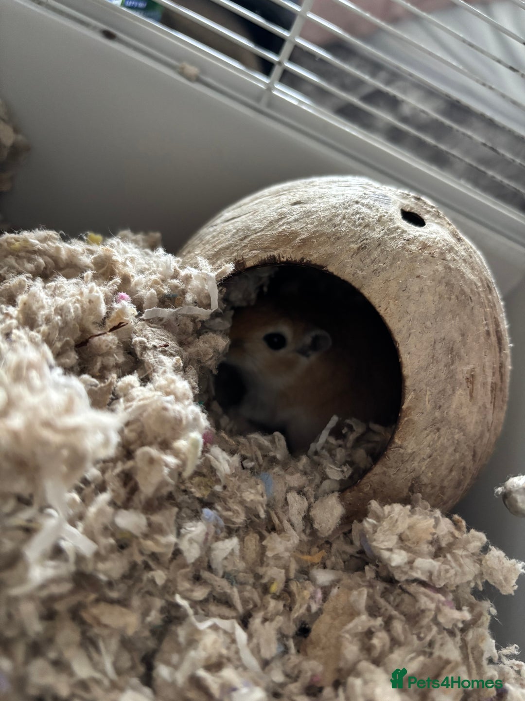Gerbil rodents for sale: 10 Gerbils for sale to good homes  - Advert 1