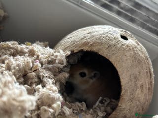 Gerbil rodents 10 Gerbils for sale to good homes - Advert 3