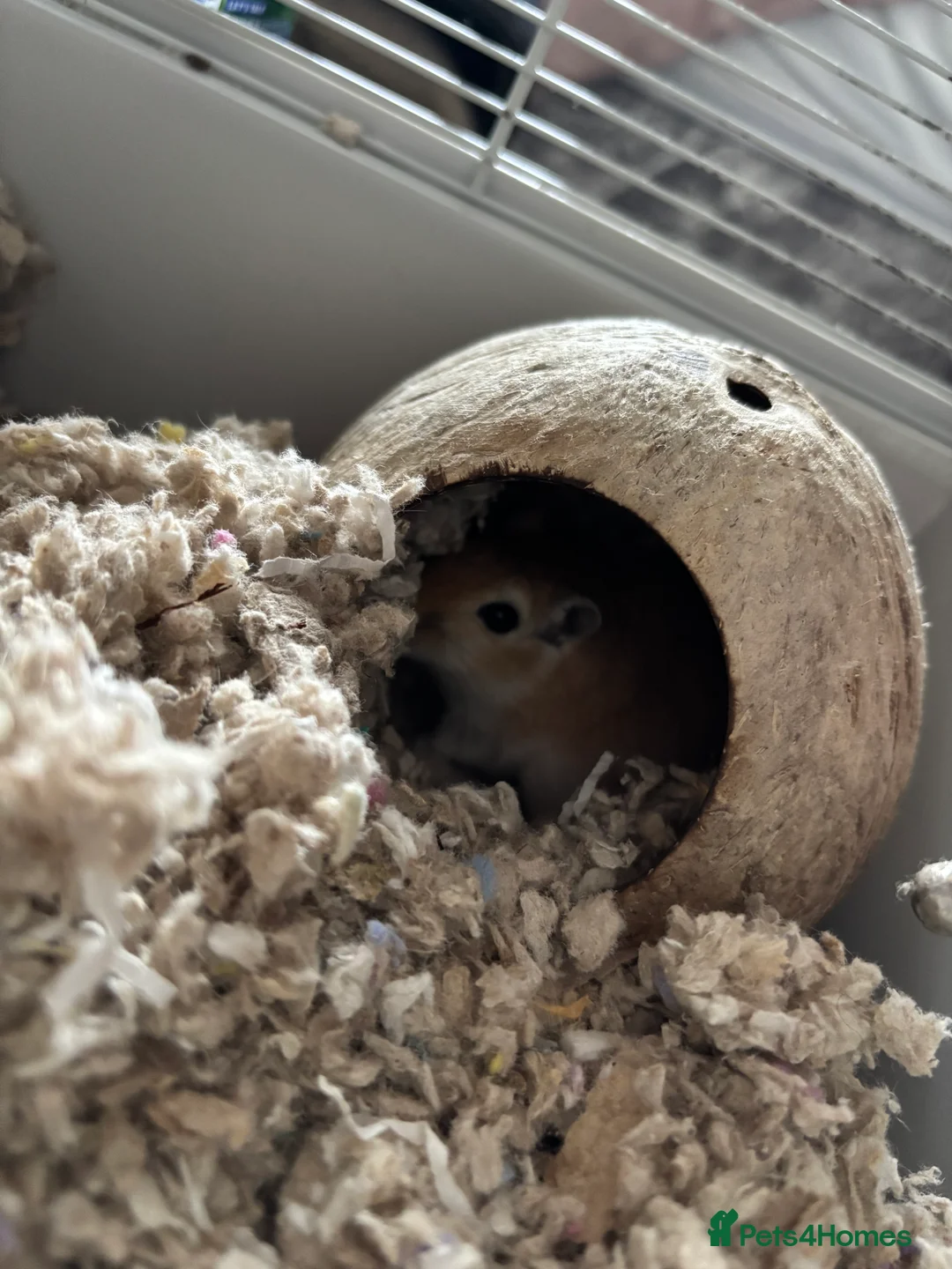 Gerbil rodents for sale: 10 Gerbils for sale to good homes  - Advert 1