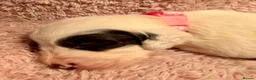 Sproodle dogs for sale: Sproodle puppies from experienced, licensed breedr - Advert 23