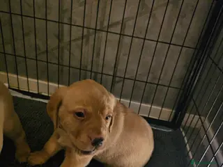 Labrador Retriever dogs Kc registered labrador pups - Advert 18