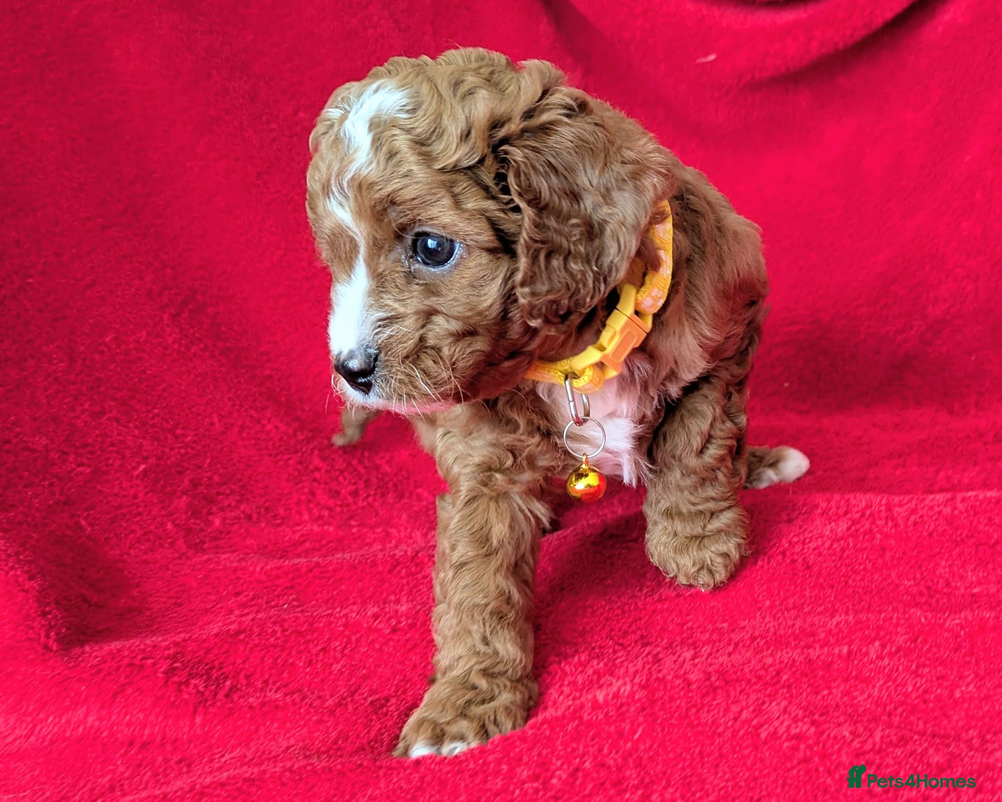 Cavapoo dogs ONLY ONE BOY PUPPY LEFT, price open to negotiation - Advert 1