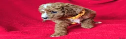 Cavapoo dogs for sale: All puppies reserved. - Advert 3