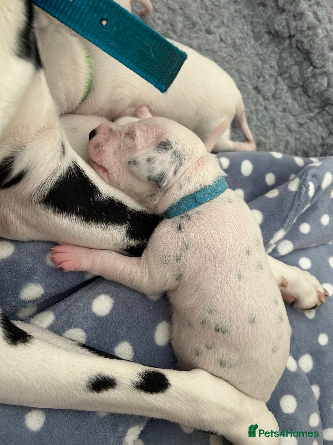 Dalmatian dogs for sale: 6 Beautiful Chunky Dalmatians born 27/5/25 in Stafford - Image 6