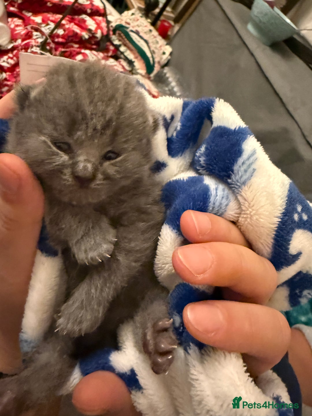 British Shorthair cats for sale: 💙 Beautiful British Shorthair Blue Kittens 💙 - Advert 8