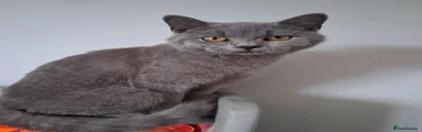 Kitten Five: Tony