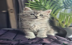 Siberian cats for sale: 5 gorgeous siberian kittens - Image 3