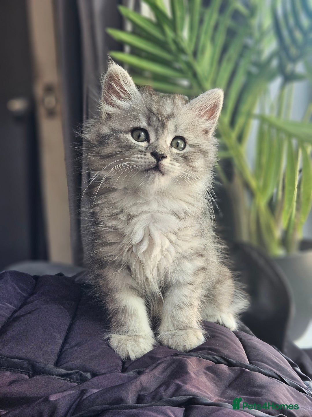 Siberian cats for sale: 5 gorgeous siberian kittens - Image 3