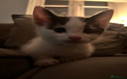 Domestic Shorthair cats for sale: Beautiful litter of kittens for sale - Image 14