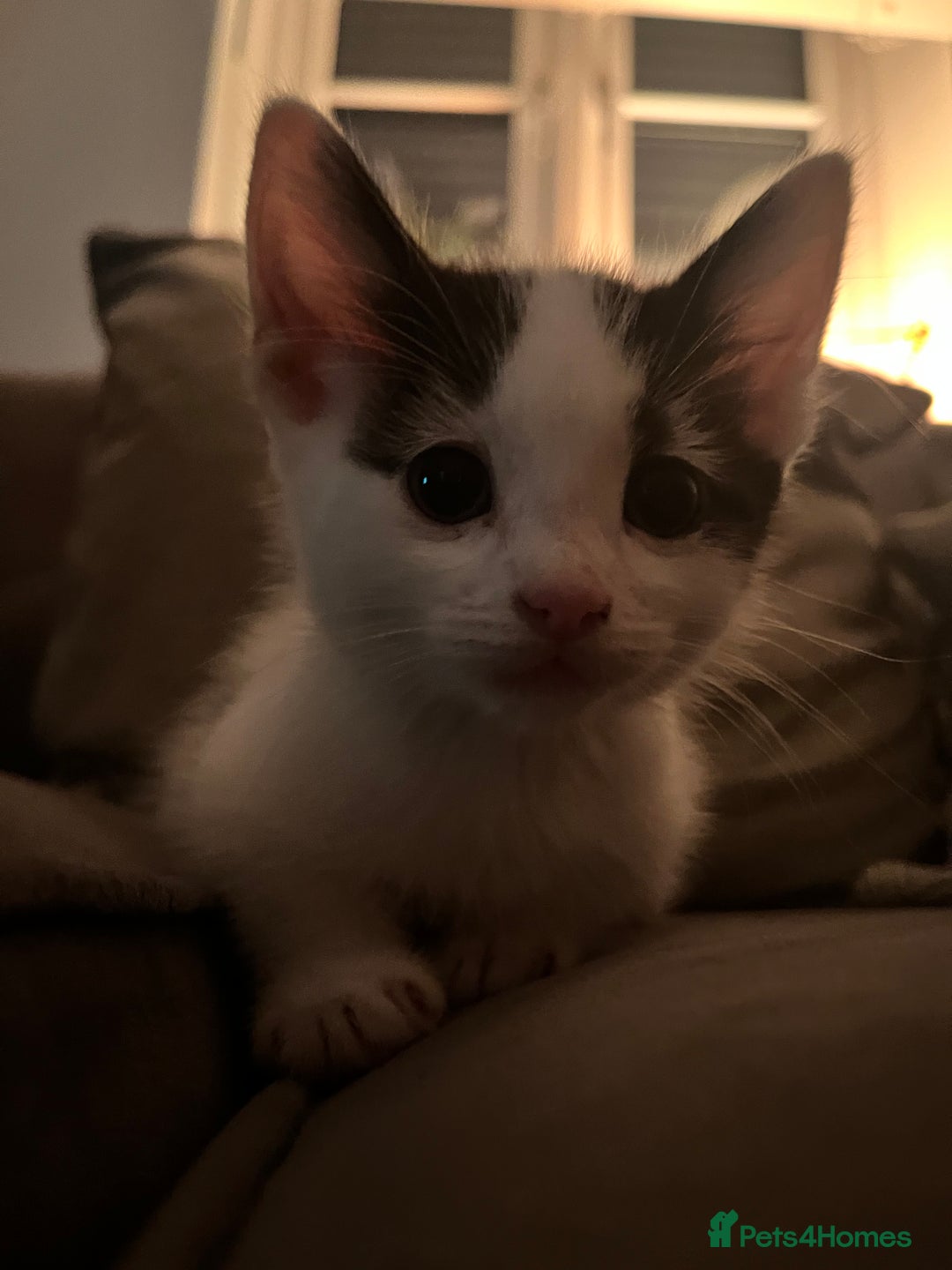Domestic Shorthair cats for sale: Beautiful litter of kittens for sale - Image 14
