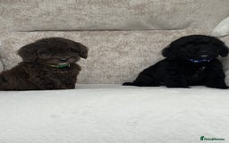 Cockapoo dogs for sale: 😍😍 F1 cockapoo puppies 😍😍 - Image 13