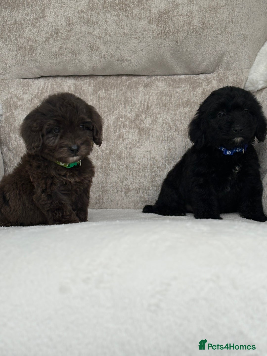 Cockapoo dogs for sale: 😍😍 F1 cockapoo puppies 😍😍 - Image 13
