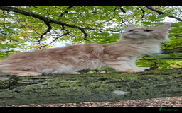 Maine Coon cats for sale: Beautiful female Maine Coone - Image 4