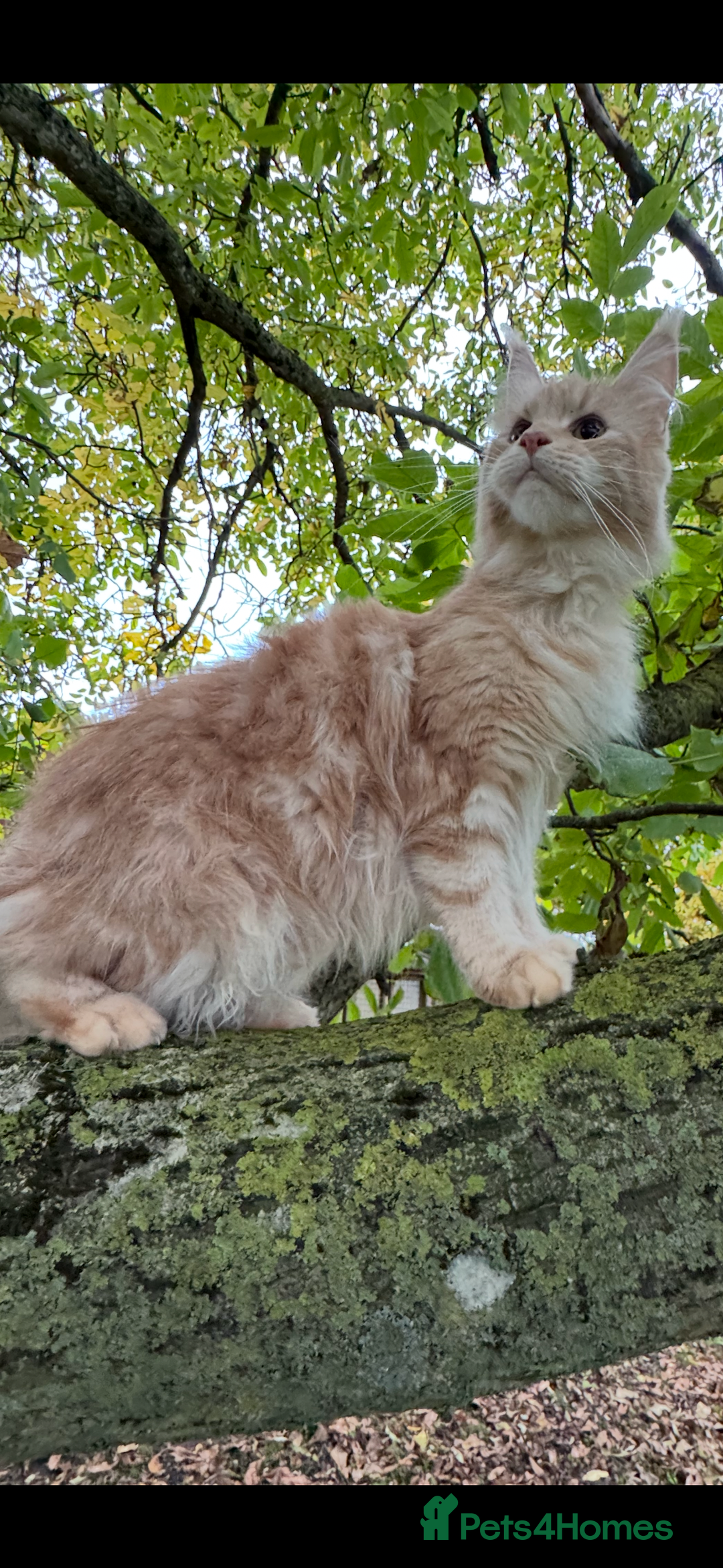 Maine Coon cats for sale: Beautiful female Maine Coone - Image 4
