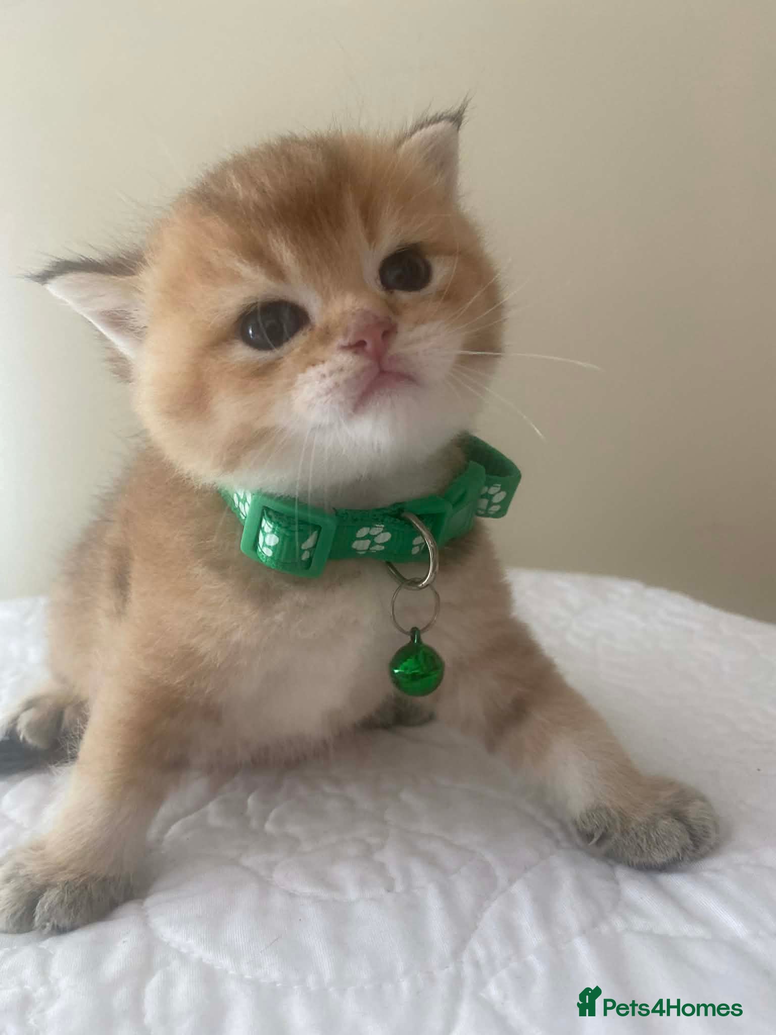 British Shorthair cats British shorthair kittens  - Advert 7