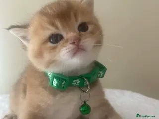 British Shorthair cats British shorthair kittens - Advert 7