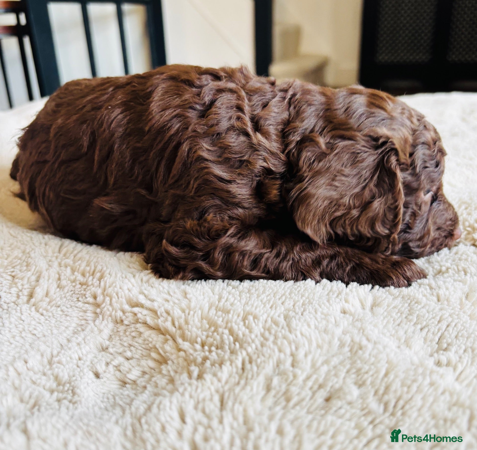 Cockapoo dogs Beautiful Cockapoo Puppies – Raised in Our Home - Advert 2