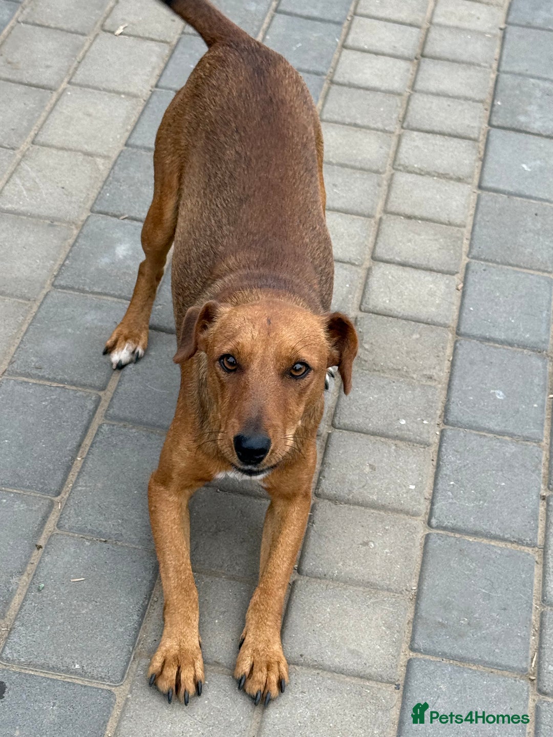 Fox Terrier dogs for adoption: Sweet Felix Needs LOVE - Advert 5