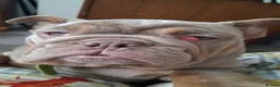 English Bulldog dogs for sale: Terrific Truffle  - Advert 3