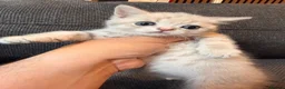British Shorthair cats for sale: British short hair kittens - Advert 6