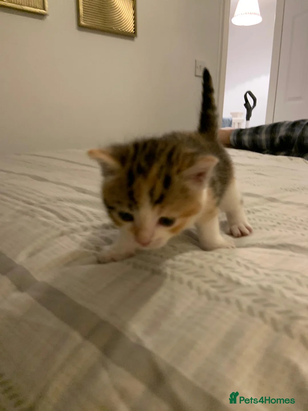 Mixed Breed cats for sale: Beautiful Playful Kittens Ready for Loving Homes - Advert 8