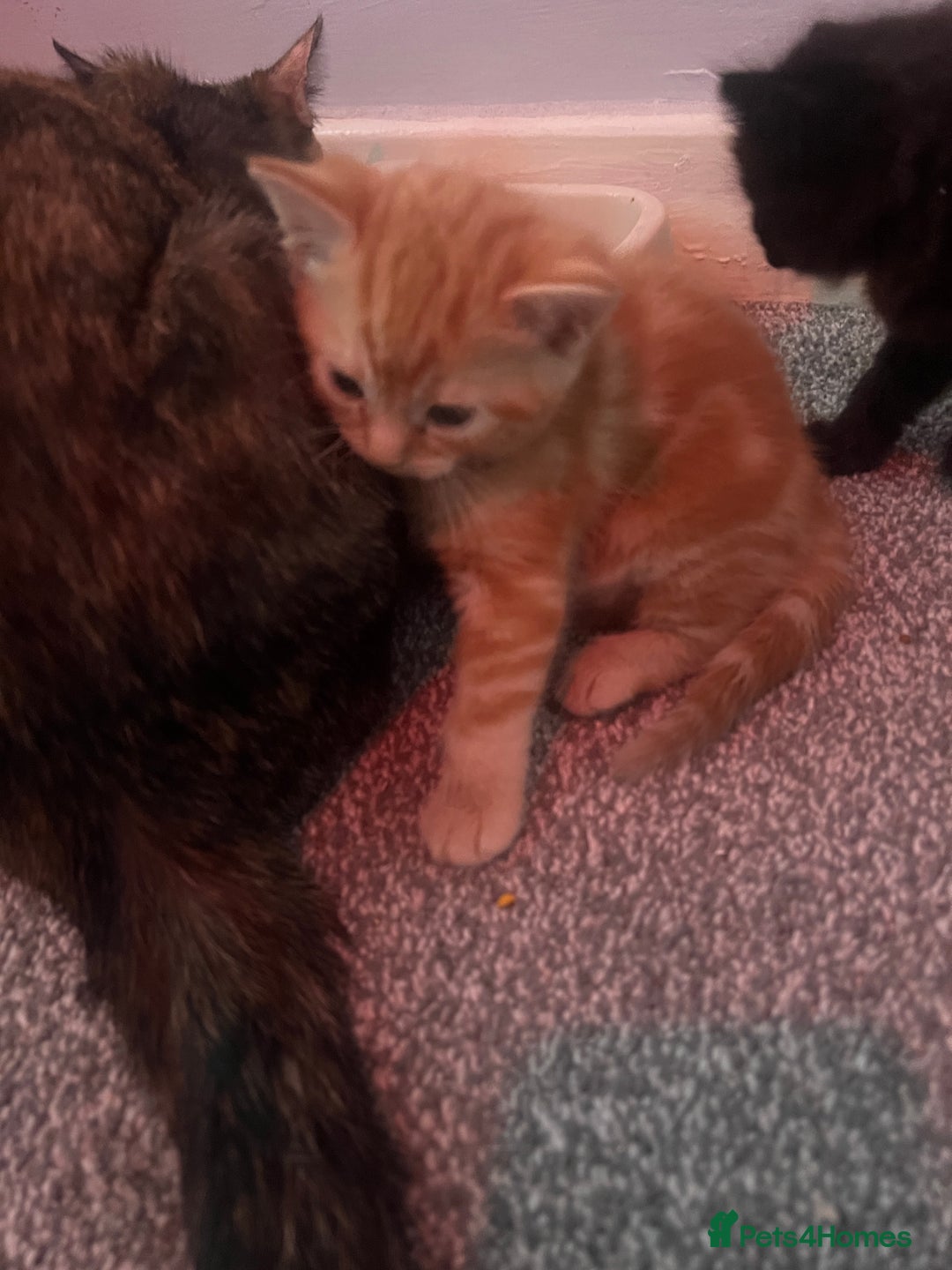 Mixed Breed cats for sale: 2 black male kittens ginger female  - Image 6