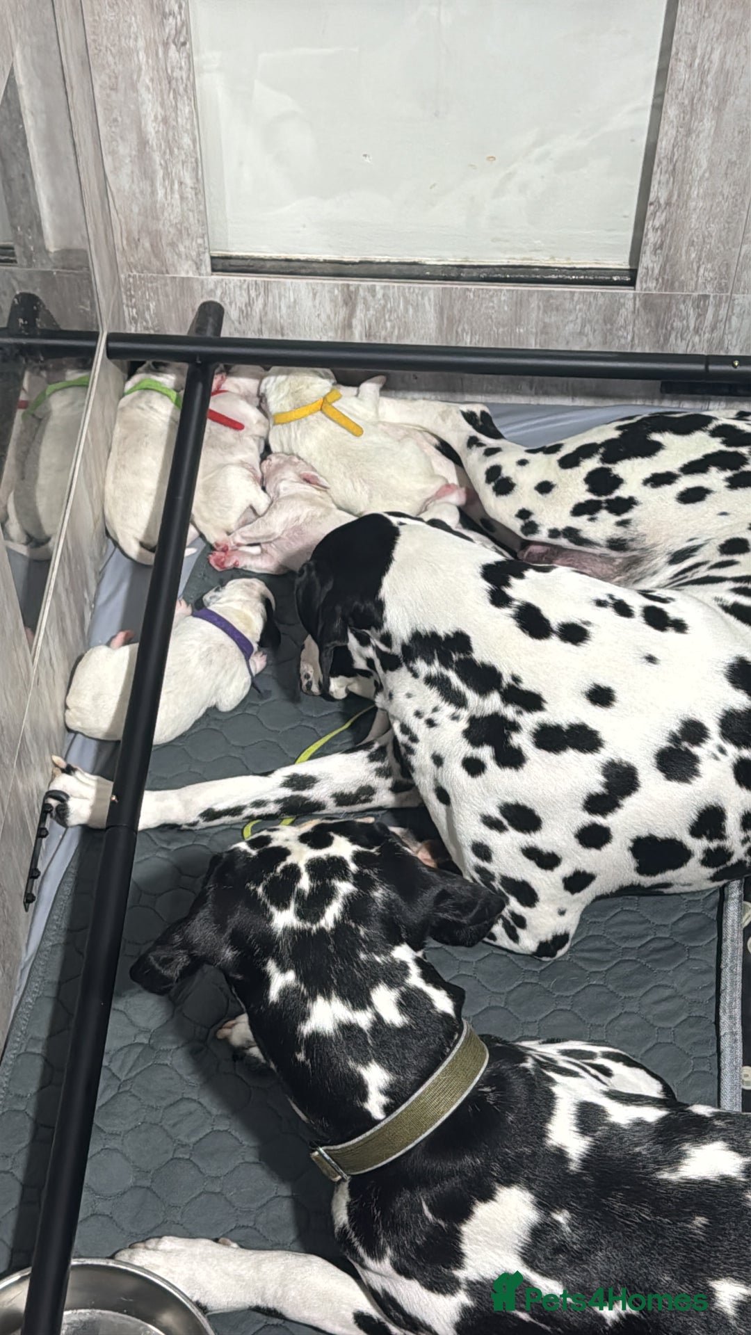 Dalmatian dogs for sale: KC Registered Dalmatian pups! - Advert 24
