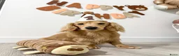 Miniature Dachshund dogs for stud: KC Miniature Shaded Cream Long Hair Dachshund stud - Advert 5