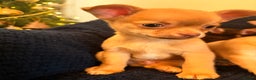 Chihuahua dogs for sale: Small Chihuahua puppies available today - Advert 4