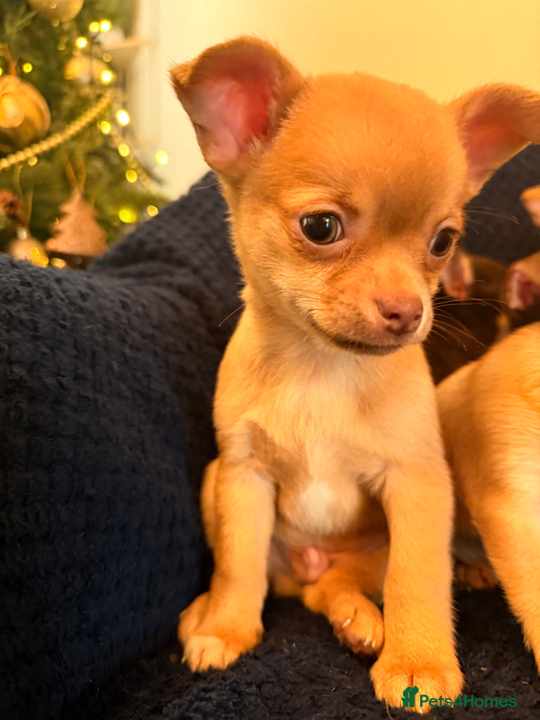 Chihuahua dogs for sale: Small Chihuahua puppies available today - Advert 4