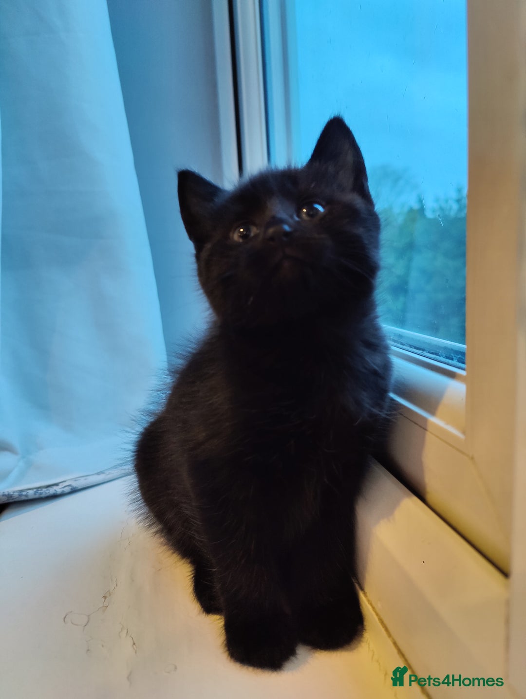 Mixed Breed cats for sale: 2 Beautiful Male Kittens, 1 Tabby and 1 Black - Advert 3