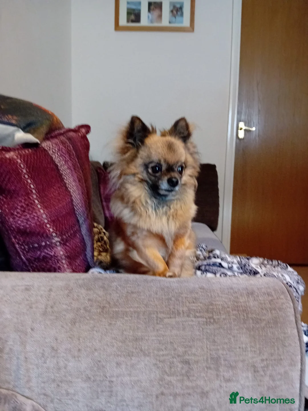 Pomeranian dogs for sale: 7 year female pomeranian  - Advert 1