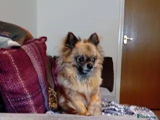 Pomeranian dogs 7 year female pomeranian - Advert 11