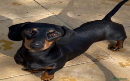 Miniature Dachshund dogs for sale: 🩷Stunning KC Mini Dachshund Puppies READY NOW  - Image 18