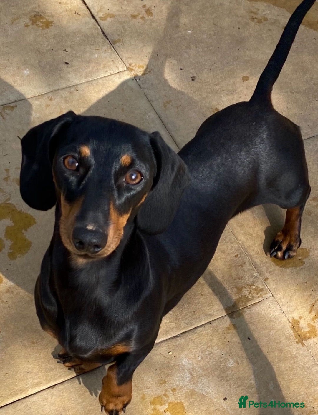 Miniature Dachshund dogs for sale: 🩷Stunning KC Mini Dachshund Puppies READY NOW  - Image 18