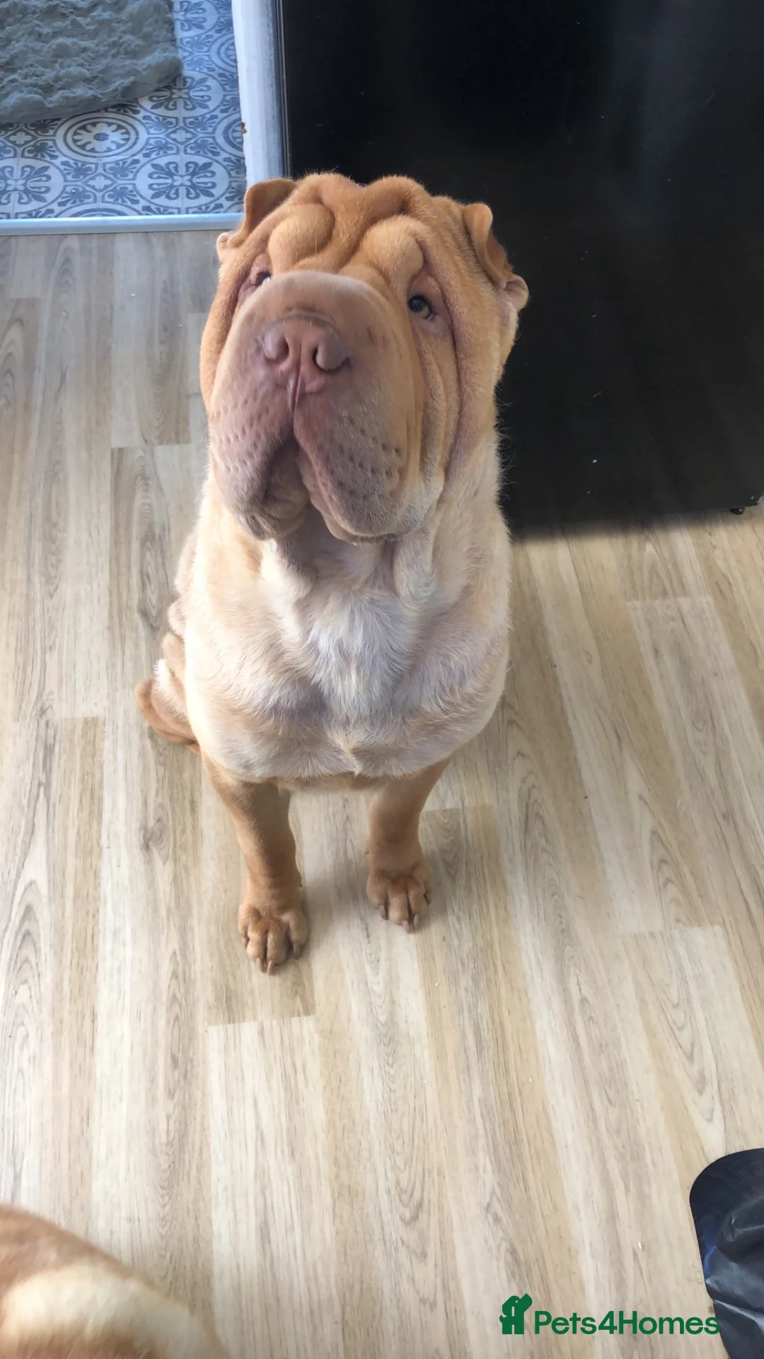 Shar Pei dogs for sale: Shar pei dad and son to be rehomed together   - Advert 3