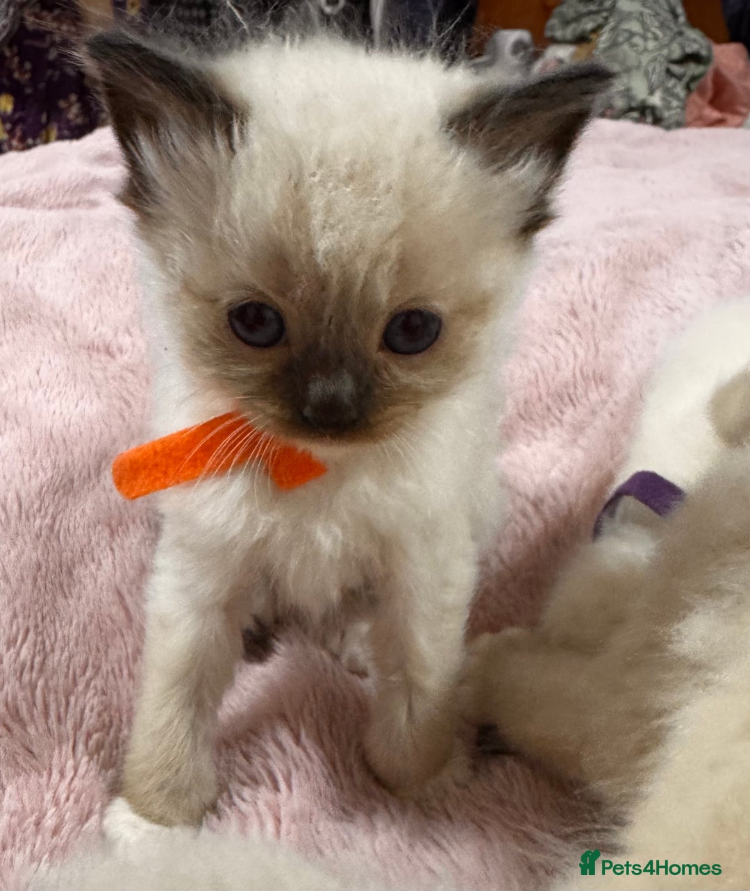 Ragdoll cats for sale: Purebred Ragdoll Kittens (TICA REG PARENTS) - Image 5