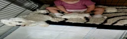 Maltipoo dogs for sale: F1B fully vaccinated maltipoo puppies - Advert 17