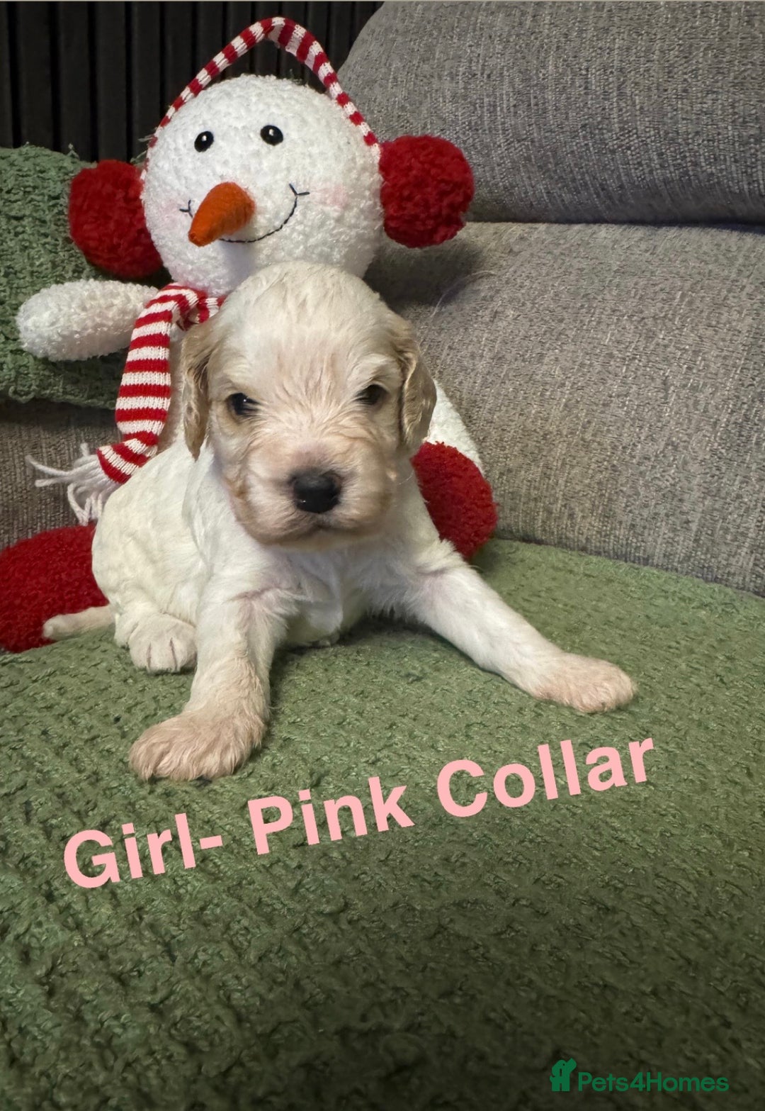 Cockapoo dogs for sale: F2 Cockapoo pups - Advert 29