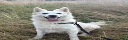 White Swiss Shepherd dogs for sale: Gorgeous European line puppies - Advert 16