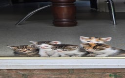 Mixed Breed cats for sale: Gorgeous Bengal X kittens - Image 2