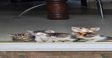 Mixed Breed cats - Advert 7