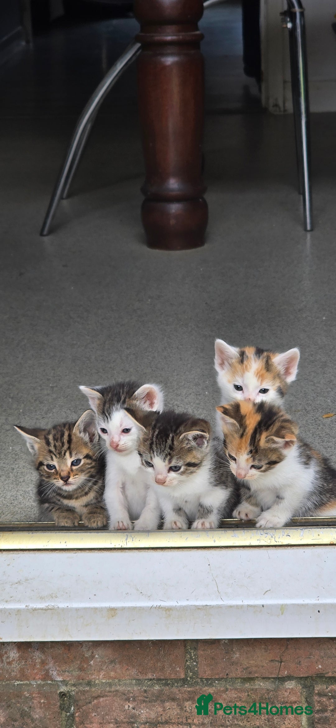 Mixed Breed cats for sale: Gorgeous Bengal X kittens - Image 2